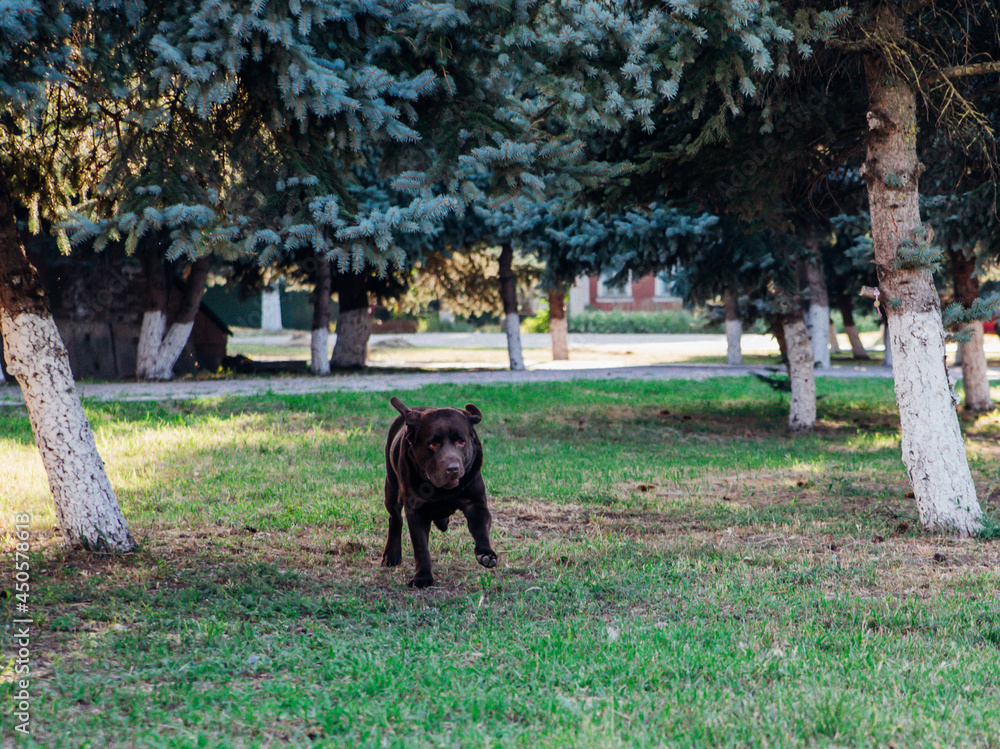 An adult brown Labrador runs in a public park. The dog playfully jumps and has fun. An adult brown Labrador runs in a public park. The dog playfully jumps and has fun.