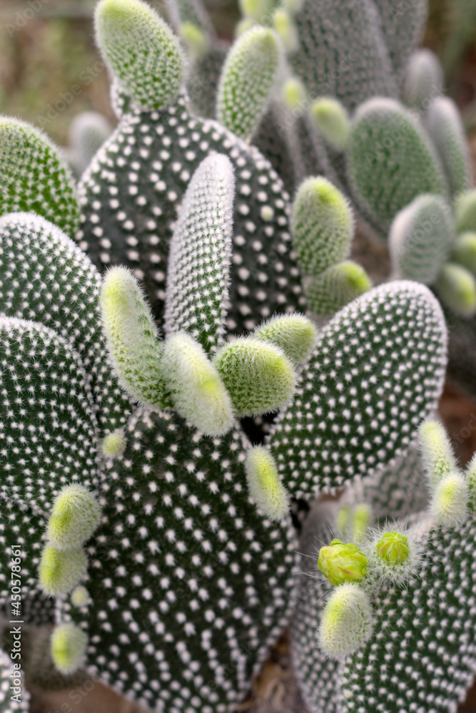 Green opuntia cactuses - houseplant and agriculture Green opuntia cactuses - houseplant and agriculture