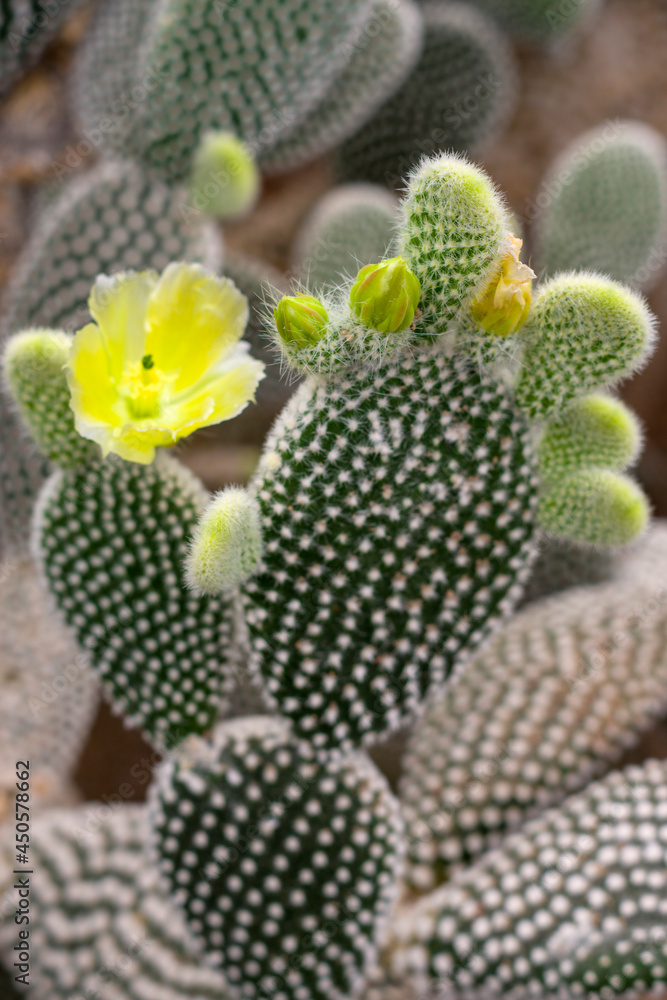 The cactuses with Yellow flowers The cactuses with Yellow flowers