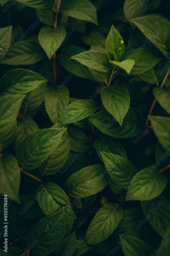 background leaves background leaves