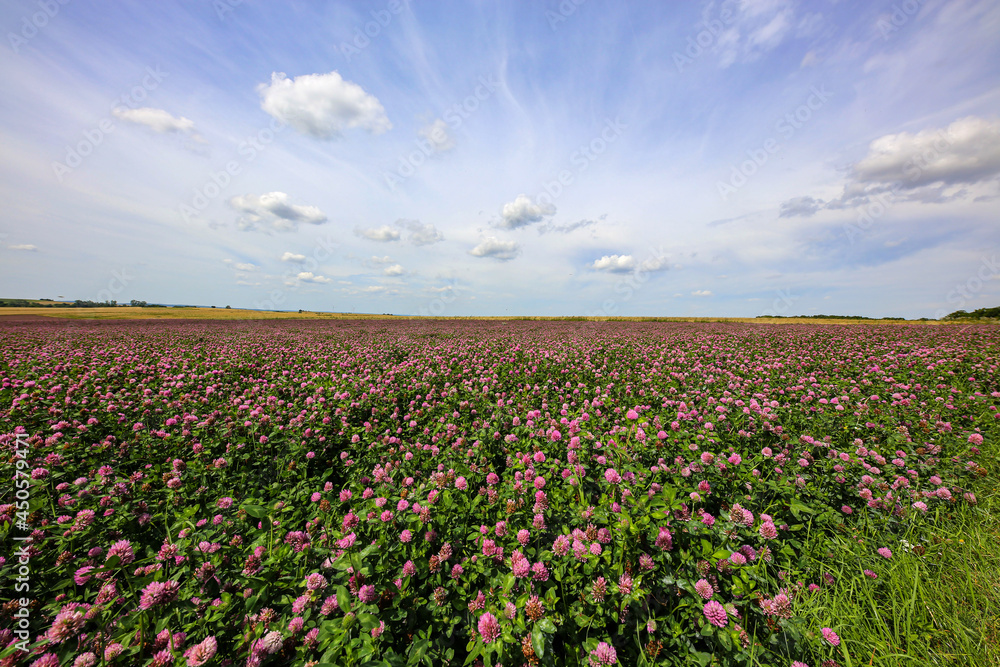Summer landscape with a field of flowering pink clover Summer landscape with a field of flowering pink clover