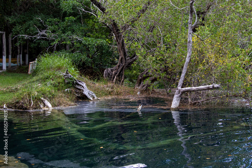 "Cenote azul" Bacalar Merida México, agua verde y transparente