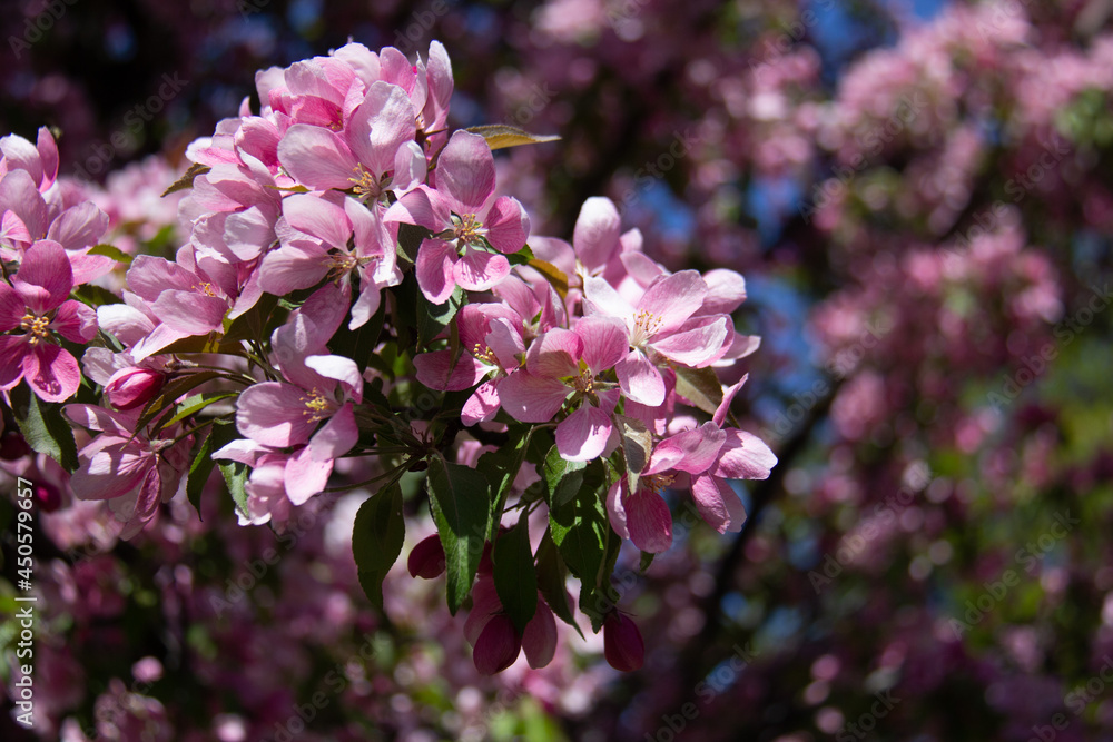 pink cherry blossom in spring pink cherry blossom in spring