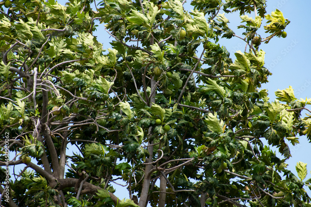 A view of a breadfruit tree or artocarpus altilis ggrowing as the leaves blow in the blue sky.