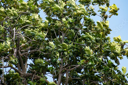 A view of a breadfruit tree or artocarpus altilis ggrowing as the leaves blow in the blue sky. photo