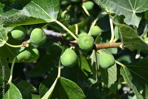 Fig fruit growing on tree in orchard. Close up of fruit and leaves of a fig tree in summer. 