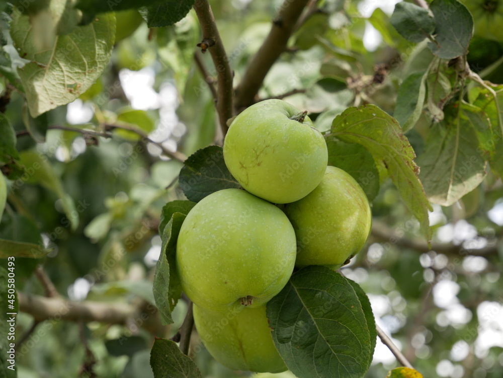 Large green apples hang on a branch among the foliage on a sunny summer day. A crop of vitamin-containing fruits grown without the use of fertilizers.