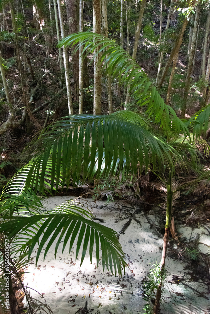 Naklejka premium tropical forest with palm trees