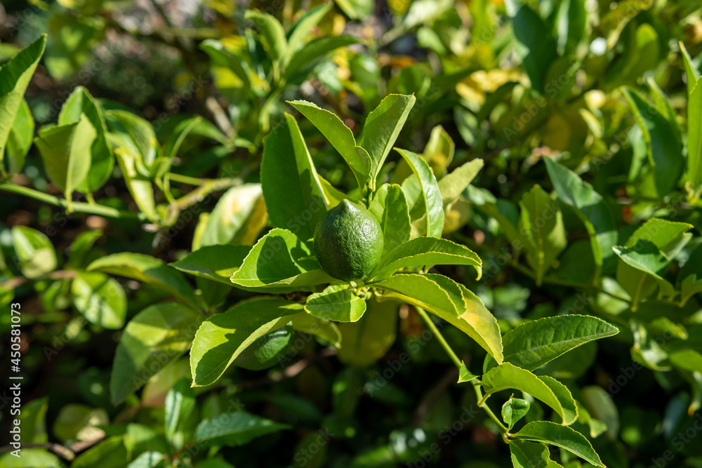 close up of a green plant close up of a green plant