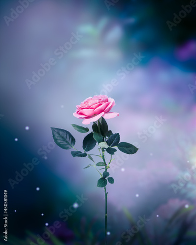 Fotografia Pink Rose Flower and fireflies in Fantasy magical garden in enchanted fairy tale