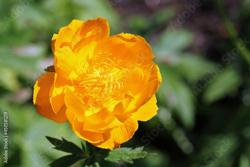 Orange hybrid globeflower flower in close up