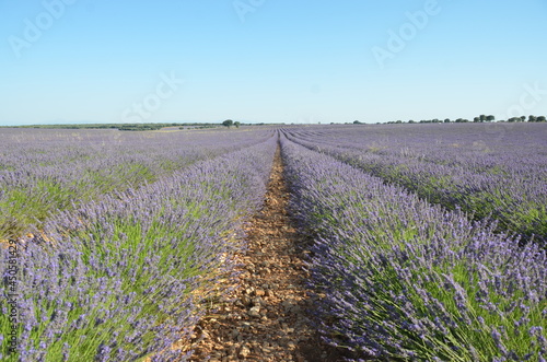 A lavender plantation as far as the eye can see, with blue sky.