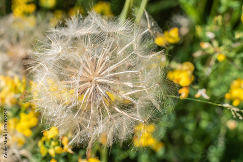 the fluffy seeds of a rough hawksbeard