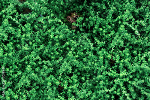 Beautiful succulents plant in nature, macro