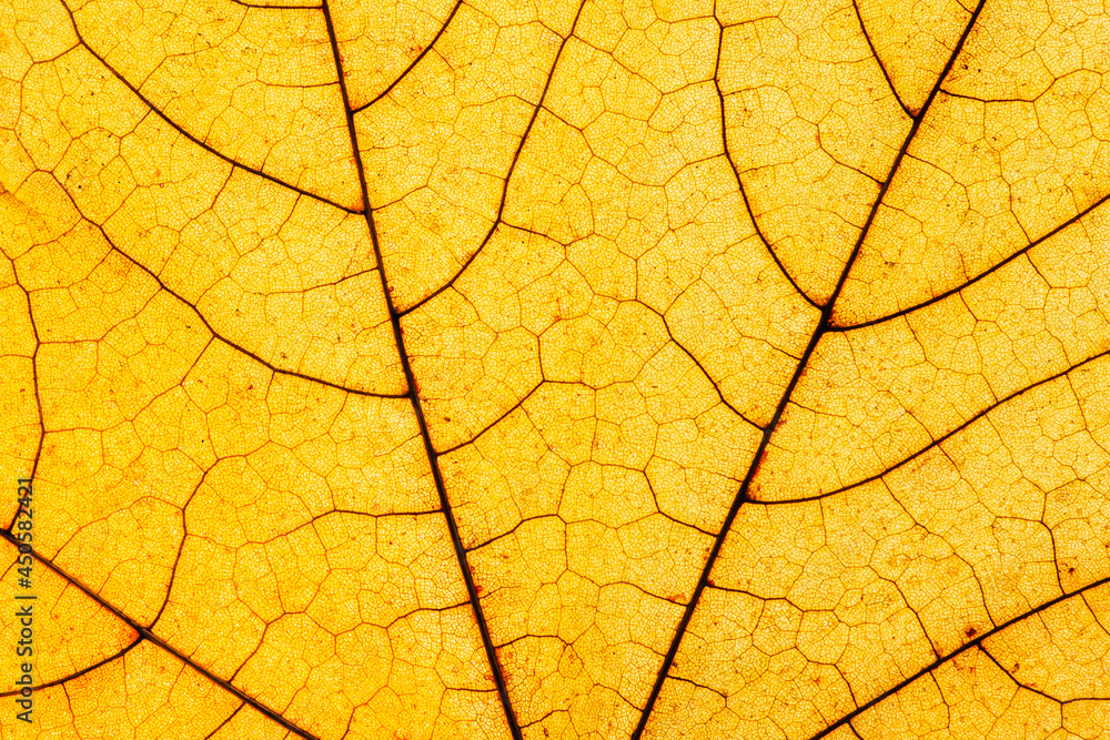 Fototapeta premium Macro photo of Autumn Foliage. Yellow Maple Leaf texture close up.