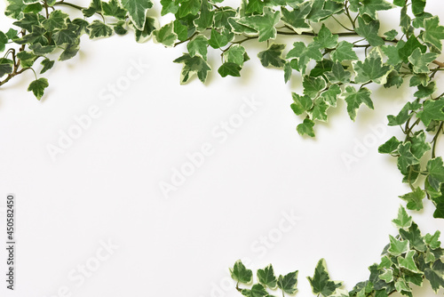 Botanical frame : Ivy on a white background. © Imagepocket