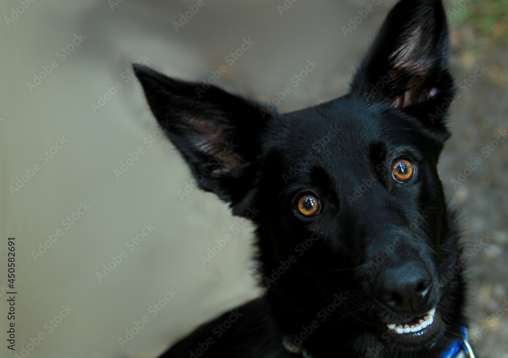 black dog with a Blurred background stock photo black dog with a Blurred background stock photo