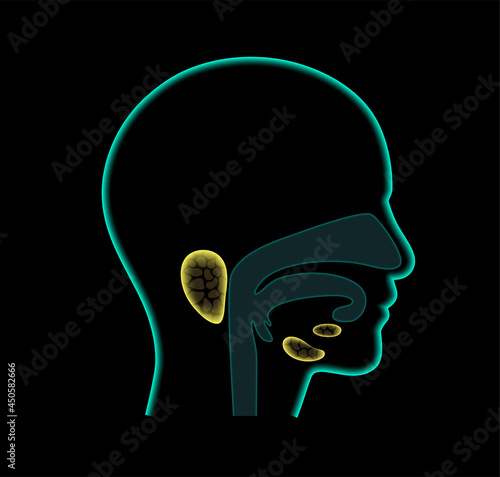 Salivary gland concept
