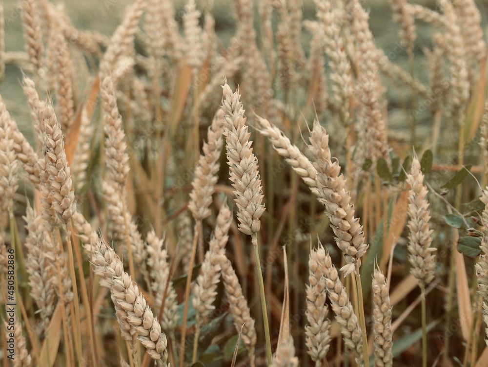 ripe wheat in a field in light brown tones ripe wheat in a field in light brown tones