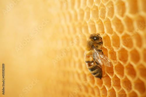Macro photo of a bee on a honeycomb. National honey bee day. September honey month. © vetre