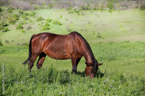   eautiful brown horse grazes in a meadow among the hills.