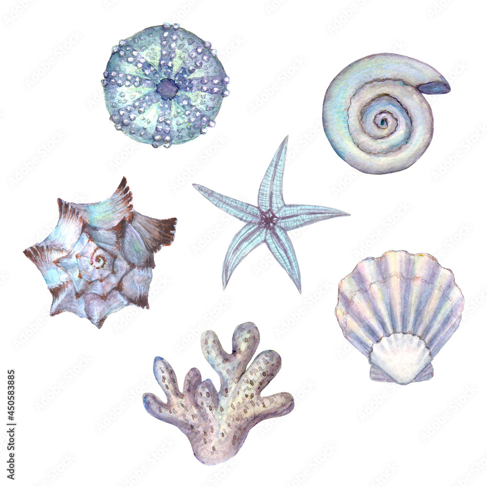 Watercolor set of seashells, sea urchin, starfish, coral.
