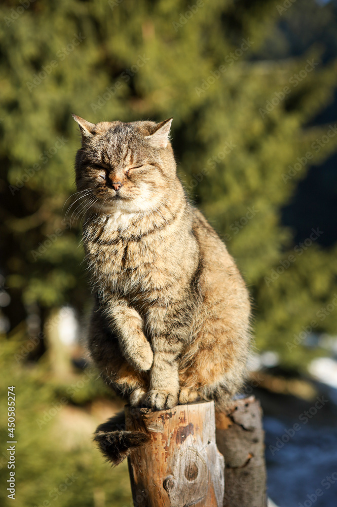 A lazy, sleepy, light brown cat, sitting on a wooden fence in the forest, in front of Sowa mountain hut, Owl Mountains, Poland. Sunny, winter day. 
