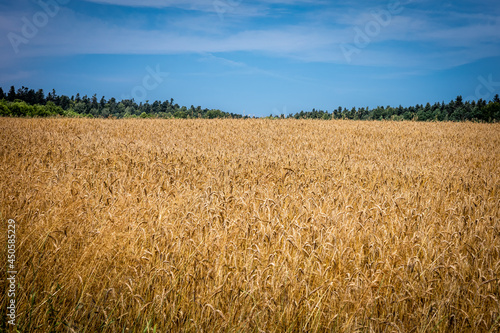 A golden field of rye. Sunny  summer day  blue sky. Background with copy space. 