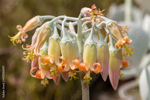 Pigs ear (cotyledon orbiculata) flowers in bloom photo