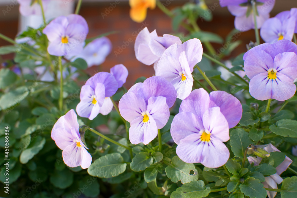 Beautiful colorful pansies in the soft light of the outdoors Beautiful colorful pansies in the soft light of the outdoors