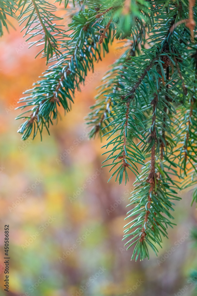 Background of green spruce branches in sunset light Background of green spruce branches in sunset light