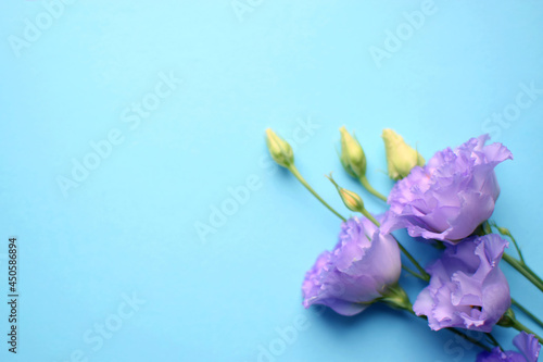 Beautiful violet eustoma flowers  lisianthus  in full bloom with buds leaves. Bouquet of flowers on blue background. Copy space