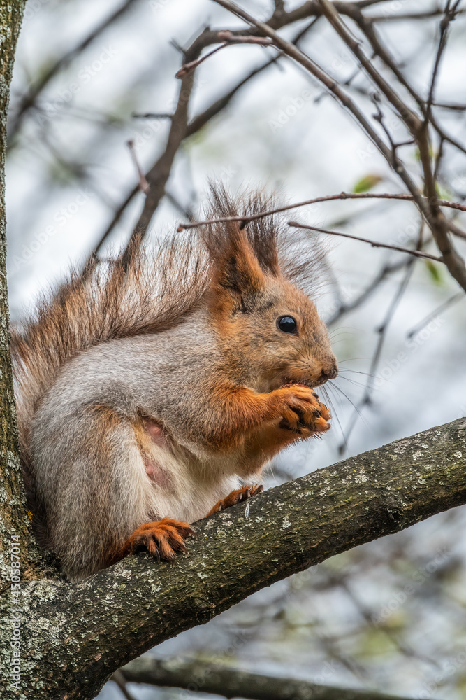 The squirrel with nut sits on a branches in the spring or summer. The squirrel with nut sits on a branches in the spring or summer.