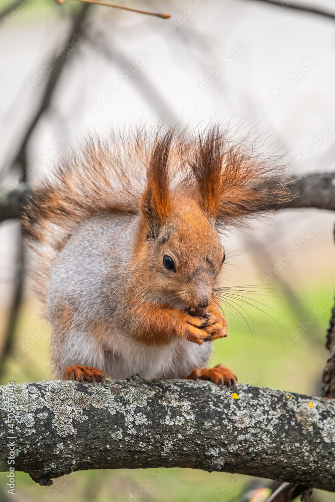 Fototapeta premium The squirrel with nut sits on a branches in the spring or summer.