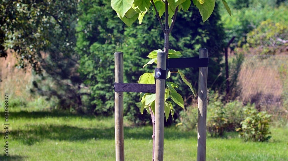 Young tree sapling propped and supported by the wooden slats and tied by tape string in garden. Young tree sapling propped and supported by the wooden slats and tied by tape string in garden.