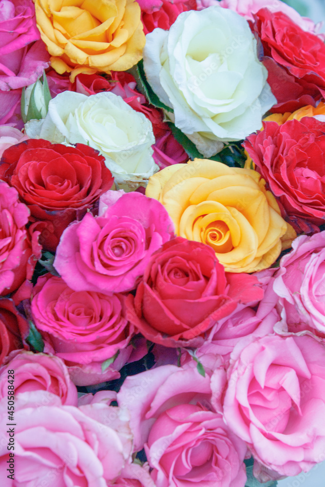 set of flowers of different colors set of flowers of different colors