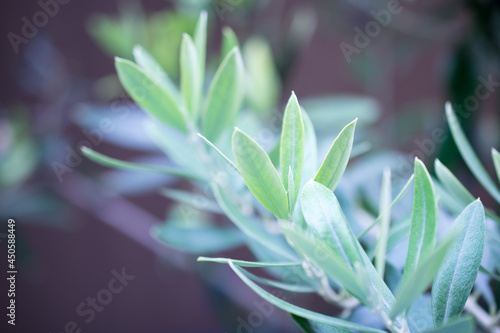 Beautiful green olive leaves outdoors 