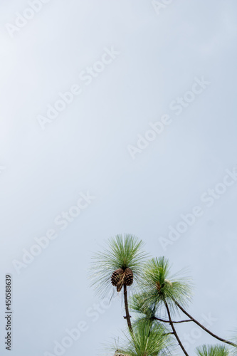 pine branch with wooden cones