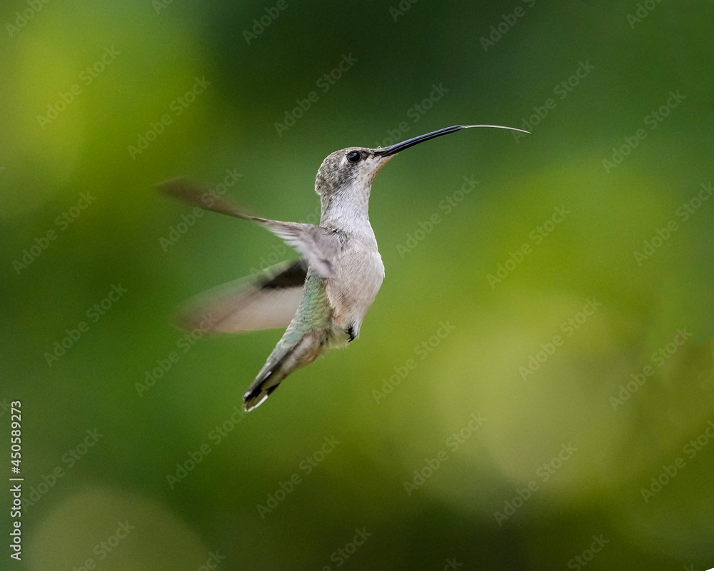 Obraz premium A Black-Chinned Hummingbird Sticks Out Its Tongue After Feeding in Oklahoma