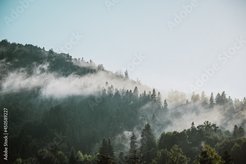 Misty morning landscape with clouds casting over the mountains covered with pine trees