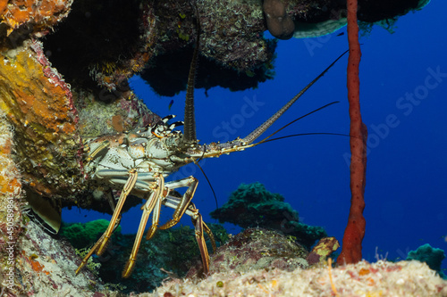A spiny lobster shot against the deep blue of the tropical sea surrounding Little Cayman. This creature is at home tucked away in the coral reef
