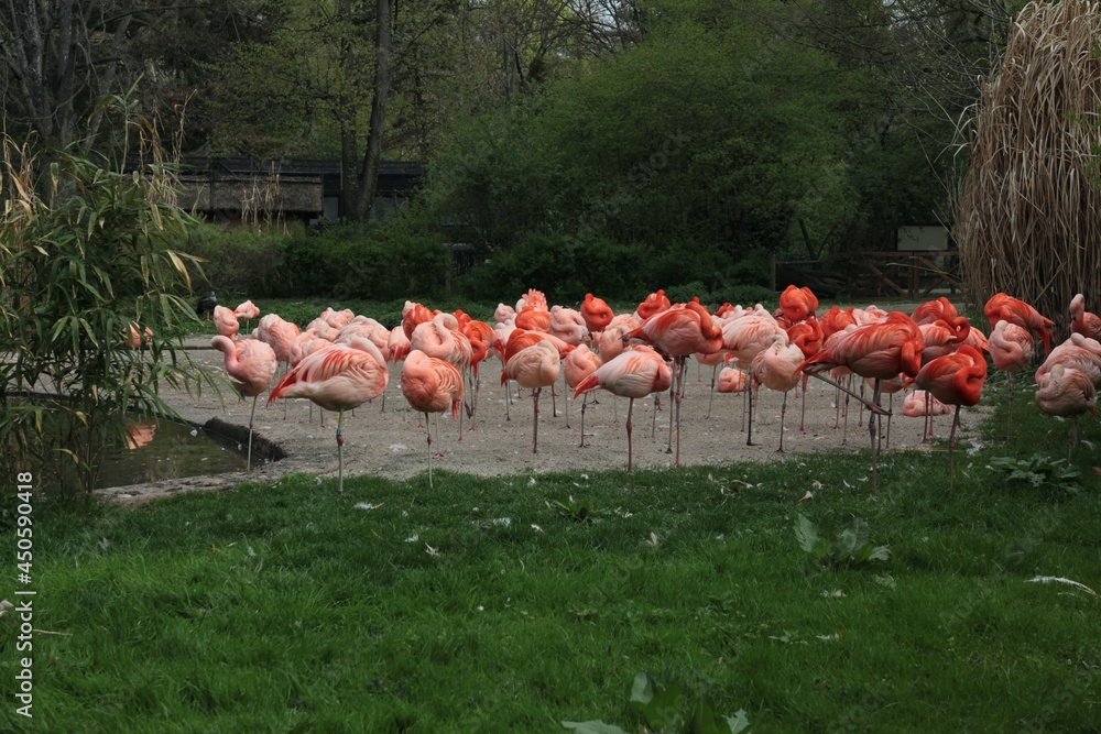 Naklejka premium group of flamingos
