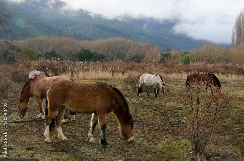 set of horses I eat in a farm in patagonia