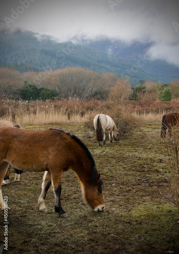 Horses eat park pasture, farm with animals © Lautaro