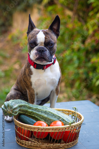 Fototapeta Naklejka Na Ścianę i Meble -  french bulldog with a basket of vegetables. in a basket a large giant zucchini , tomatoes , cucumbers from the garden