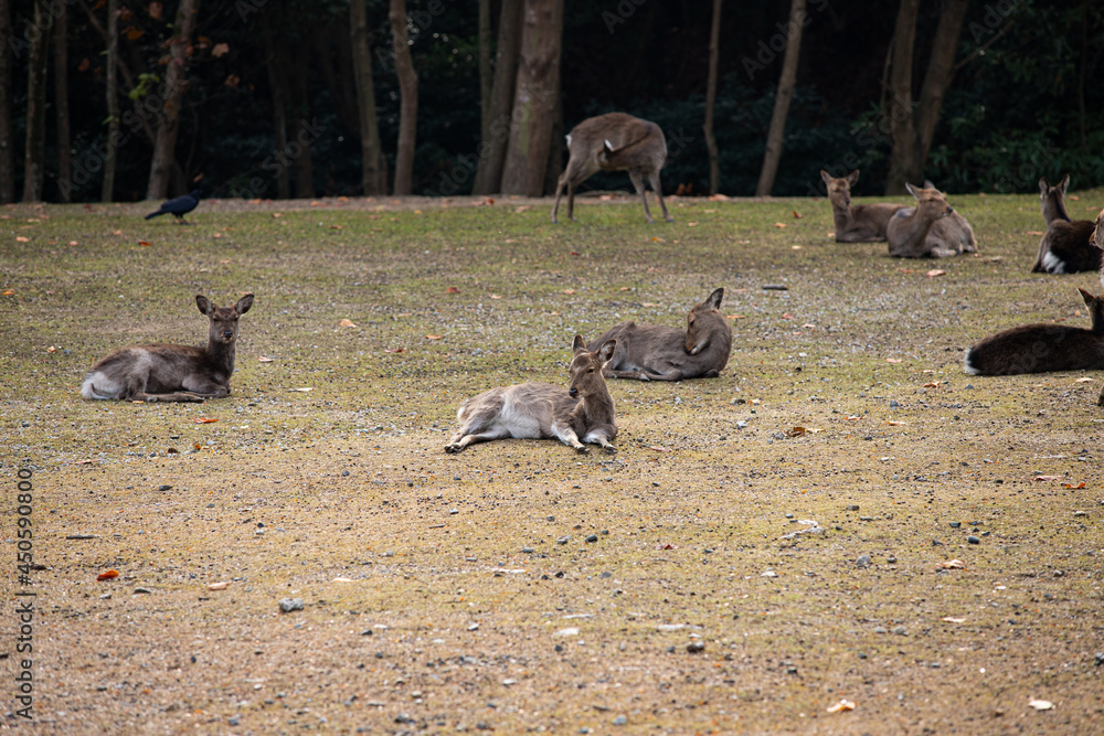 Fototapeta premium EOS6DMk2,広島県宮島、鹿の休息。