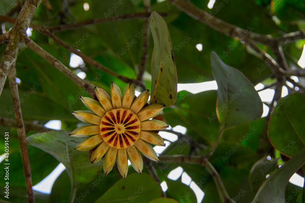 Obraz premium butterfly on flower