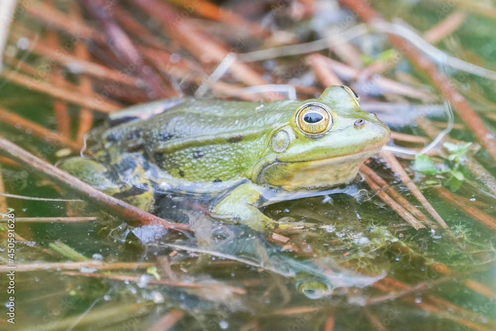 Grüner Frosch im Stillen Wasser Grüner Frosch im Stillen Wasser