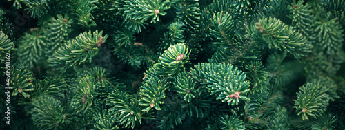 Christmas Douglas Fir Tree Branch Textured Background, Pine Tree Branches Close Up, Green Spruce Texture Horizontal Background photo