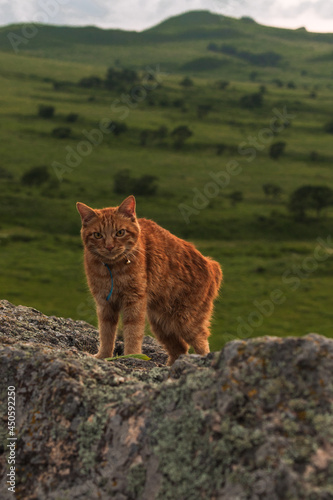 cat on the rocks © Александра Мареха